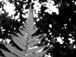 Black and white photo of silver fern frond.